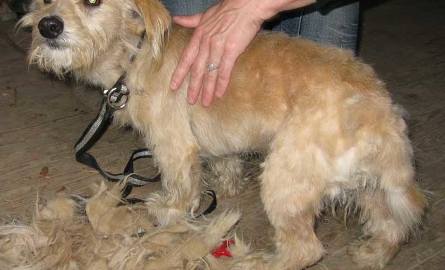 Kołobrzeg: Pilnie potrzebny dom dla psa wyrwanego z fatalnych warunków