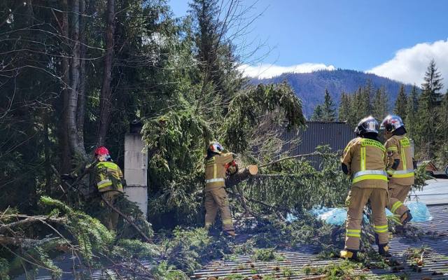 Halny zaczyna łamać drzewa na Podhalu. Jedno runęło na karczmę w Kościelsku ZDJĘCIA