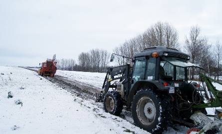 Rolnicy z Pałuk alarmują: - Na prawie 1000 hektarach leżą jeszcze buraki cukrowe! 