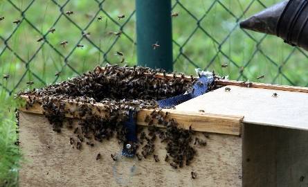 Najważniejsze było umieszczenie pszczoły matki w skrzynce, tylko jej zapach zwabił tam pozostałe.