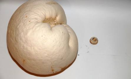 Nasz Czytelnik znalazł grzyba - olbrzyma! Jest większy od głowy i kasku! (zdjęcia)