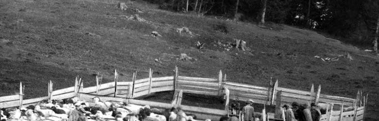 Stado owiec w koszarze na hali w 1935 r. Wołosi od wieków stosowali tzw. pasterstwo transhumancyjne, czyli wędrówkę z owcami
