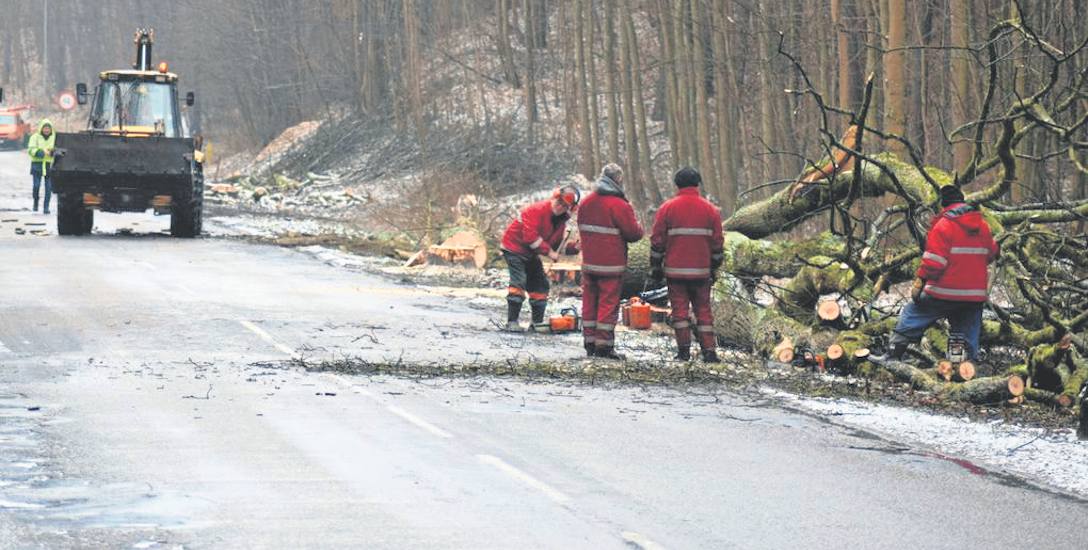 W lutym drogowcy wycięli kilkadziesiąt drzew przy ulicy Kościuszki szykując się do inwestycji