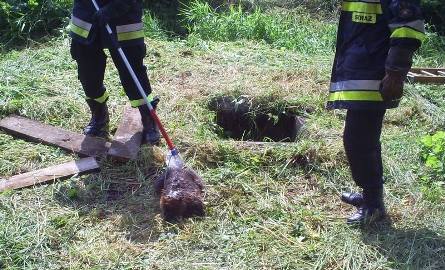 Strażacy ratowali bobry ze studzienki (zdjęcia)