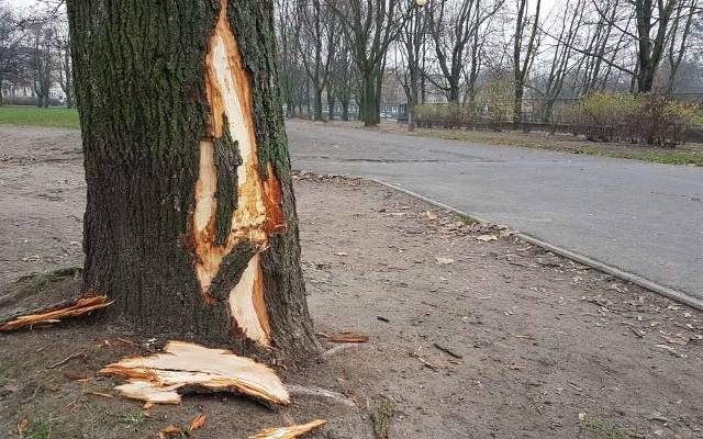 Poznań: Czy uda się uratować uszkodzony klon w parku Kasprowicza?