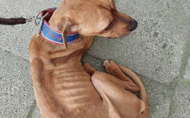Zagłodzony pies znaleziony na chodniku w małopolskim mieście. Fundacja La Fauna zbiera pieniądze na leczenie tej psinki