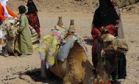 Żelaznym punktem wizyty w beduińskiej wiosce jest przejażdżka wielbłądami.