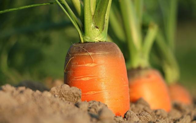 Marchewka z ogródka to samo zdrowie. Sprawdź, kiedy siać marchew i co lubi to warzywo. Poznaj tajniki uprawy