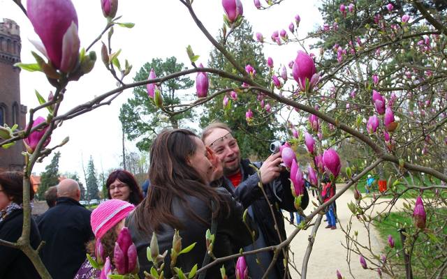 W Kórniku kwitną magnolie. Do majówki mogą przekwitnąć. Lepiej zobacz ich piękno teraz [ZDJĘCIA]