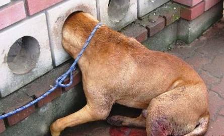 Psia głowa zaklinowała się w murze. Zwierzę cierpiało straszliwie, zanim nie zostało uśpione (uwaga, drastyczne zdjęcia) 