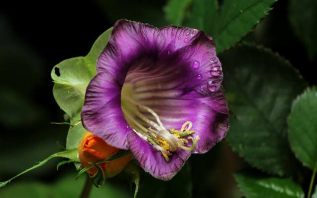 Kolor kwiatów kobei zależy od odmiany. Jednak młode są zielonkawe, właściwej barwy nabierają wraz z rozkwitem.