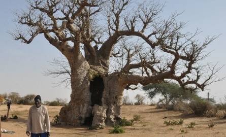 Senegal. Polowanie na ptaki, zwierzęta i… baobaby