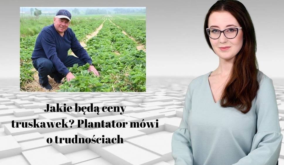 Film do artykułu: Jakie będą ceny truskawek? Nasz plantator mówi o trudnościach. WIADOMOŚCI 