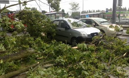 W Gorzowie drzewo runęło na samochód (zdjęcia Czytelnika)