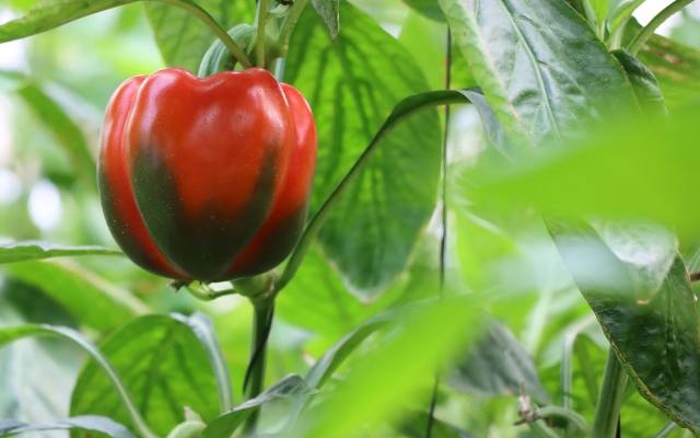 Kiedy siać paprykę, by latem dała dorodne owoce? Poznaj wskazówki, dzięki którym obrodzi w ogródku, na działce lub balkonie