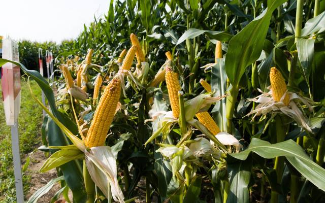 Darmowe nasiona kukurydzy dla krakowskich uczniów i wielkie sadzenie w przyszkolnych ogródkach. Trwa akcja „Popcorn prosto z ogródka”