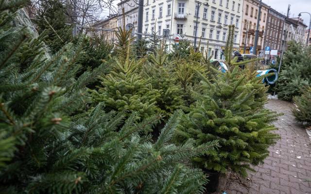 Ceny choinek 2022. W tym roku jodły, świerki i sosny kosztują więcej. Polacy nie kupią drzewek na święta? 