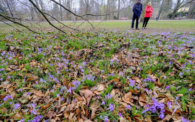 Dywan krokusów w parku Sołackim. W Poznaniu już widać wiosnę! Zobacz zdjęcia
