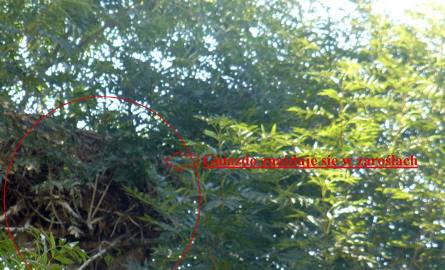 Gniazda bocianiego nie widać zza rozrośniętych gałęzi.