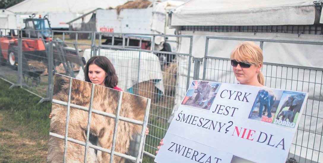 Łódzcy wolontariusze fundacji Viva protestowali przed cyrkiem przeciwko cierpieniu zwierząt wykorzystywanych w pokazach.