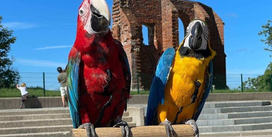 Papugi w Trzęsaczu z utęsknieniem wypatrują turystów chętnych do zdjęć...
