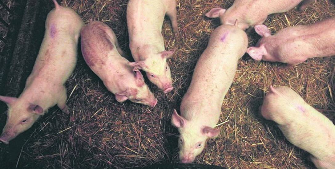 W gminie Główczyce inwestor chce budować wielką tuczarnię świń 