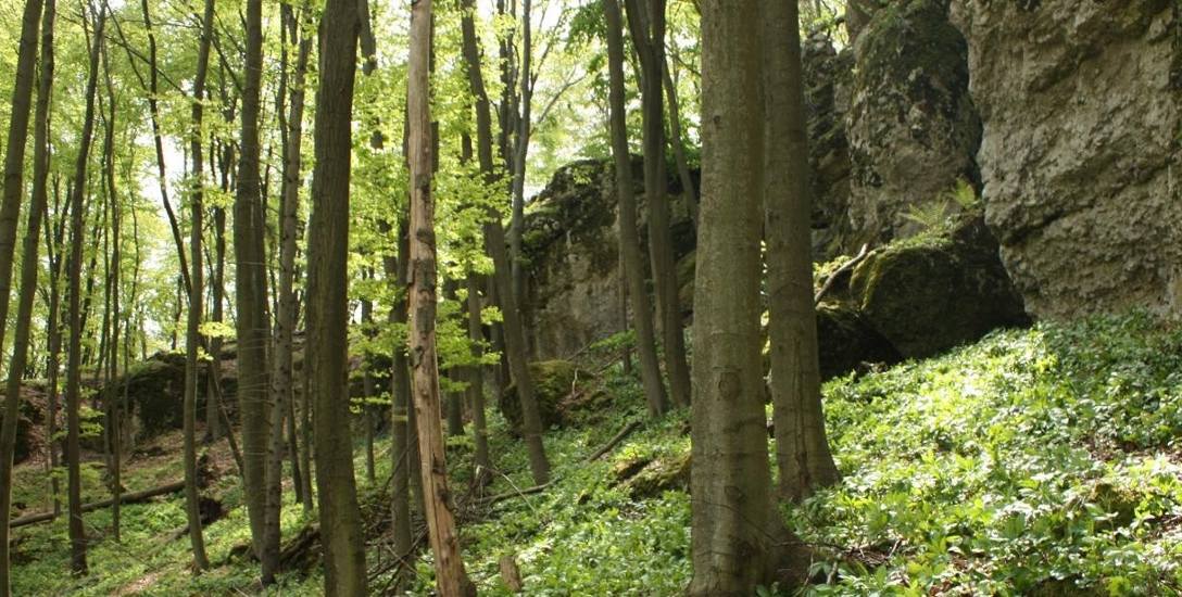 Fot. Mat. Prasowe RDOŚ w Katowicach. Rezerwat przyrody Sokole Góry został utworzony w 1953 roku
