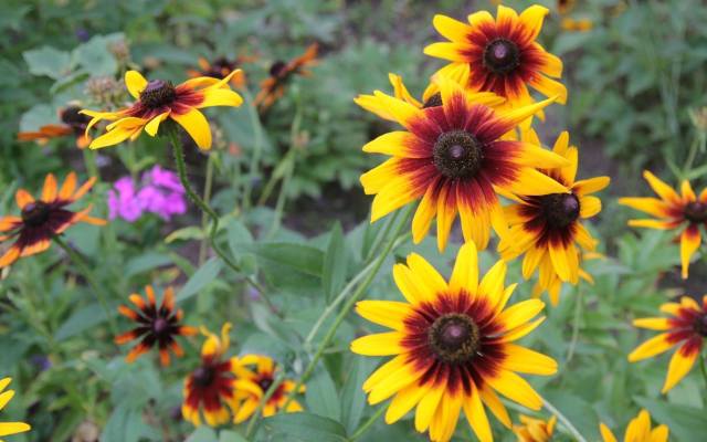 W ogrodzie wiejskim powinno rosnąć mnóstwo kolorowych,pięknie pachnących kwiatów. Aby cieszyć się kolorowymi kwiatowe rabatami jesienią, warto mieć w