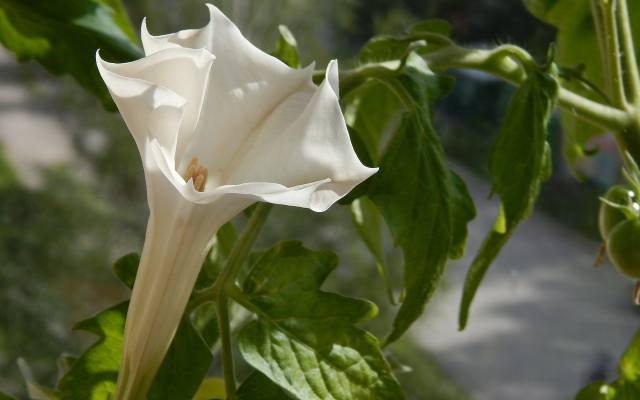 Brugmansje mają kwiaty zwisające, natomiast bielunie - wzniesione do góry. Poza tym obie rośliny są podobne i do niedawna zaliczano je do jednago rodzaju