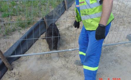 Uratowano bobra uwięzionego przy budowie autostrady A2