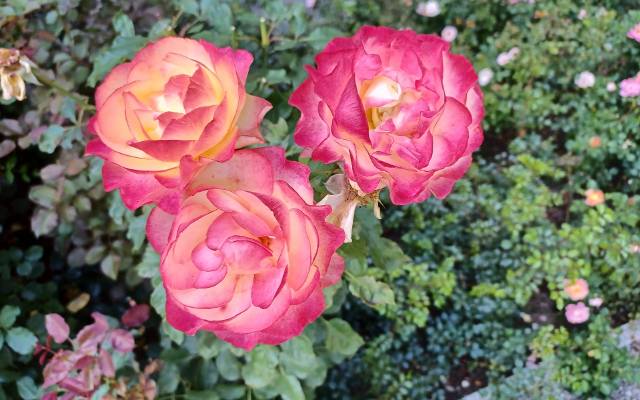Zadbaj o róże jesienią! Sprawdź, co zrobić teraz, by dobrze przetrwały zimę i pięknie zakwitły w następnym sezonie