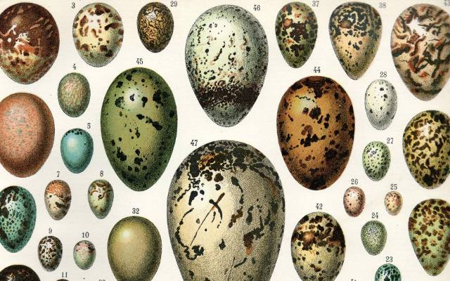 Oto piękne jaja składane przez polskie ptaki. Jak pisanki! Zielone, niebieskie, żółte, czerwone. Zobacz je na zdjęciach!