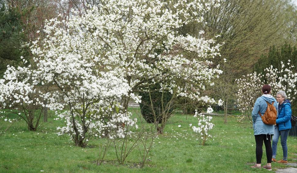 Film do artykułu: Ogród Botaniczny w Łodzi. W kwietniu w "botaniku" kwitną magnolie, pigwowce i tulipany. Tak wczesnej wiosny nie obserwowano od lat
