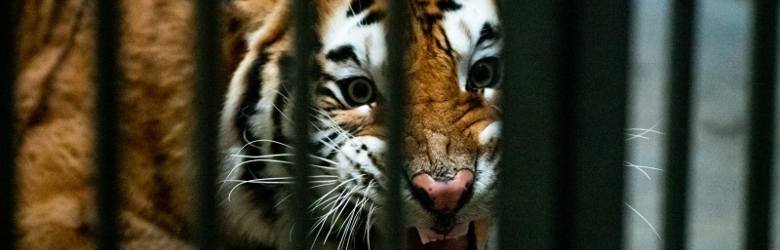 Tygrysy uratowane przez zoo w Poznaniu: Są cenniejsze od złota i kokainy. 