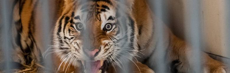 Siedem tygrysów z nielegalnego transportu do Rosji przebywa obecnie w poznańskim zoo. Objęte są 30-dniową kwarantanną.