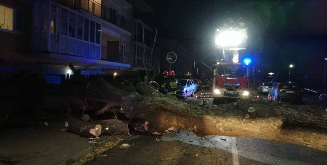 Kołobrzescy strażacy interweniowali, gdy na jeden z pojazdów spadło potężne drzewo. Jedna osoba jest ranna