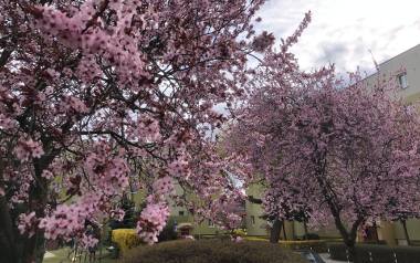 Różowe śliwy wiśniowe i żółte forsycje ozdabiają osiedle Zacisze w Zielonej Górze.