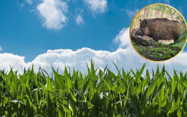 Dziki w polach kukurydzy? W maju to poważny problem, niszczą wschodzące uprawy. Czy buszujące zwierzęta da się odstraszyć? 