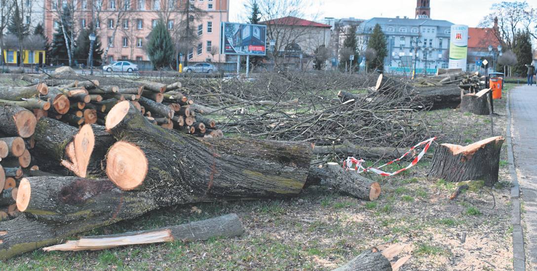 wycinka drzew na działce przy granicy polsko-niemieckiej w Gubinie