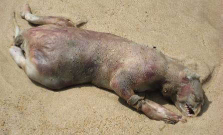 Zobacz zdjęcie owłosionego potworka odnalezionego na plaży w Australii [zobacz zdjęcia]