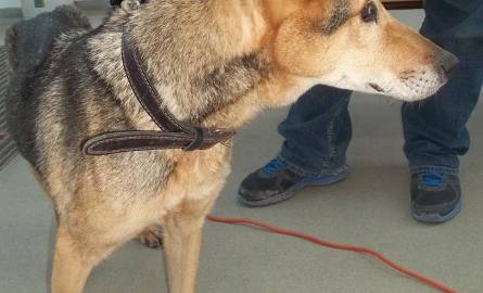 Niedożywiony pies trafił do schroniska w Koszalinie. Właściciel poszukiwany