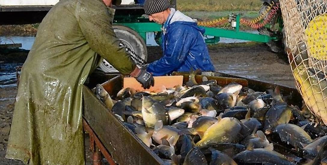 Rybacy z regionu zaprotestują w obronie polskich karpi