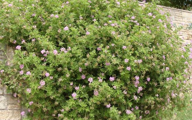 Geranium zakwita – choć rzadko – małymi, jasnoróżowymi kwiatkami.