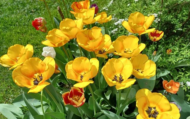Co zrobić z tulipanami i innymi kwiatami cebulowymi, gdy przekwitną? Zadbaj o nie już teraz, by pięknie kwitły w następnym roku