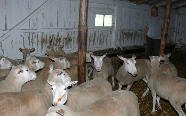 Owce na puchar, czyli sukces mieszkańca Kossowa na wystawie zwierząt hodowlanych