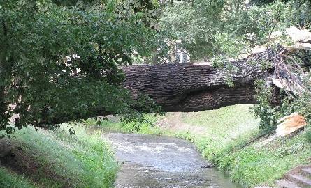 Runęło ponoć najstarsze drzewo w Gorzowie. Jest ogromne i przeleciało przez Kłodawkę (zdjęcia)