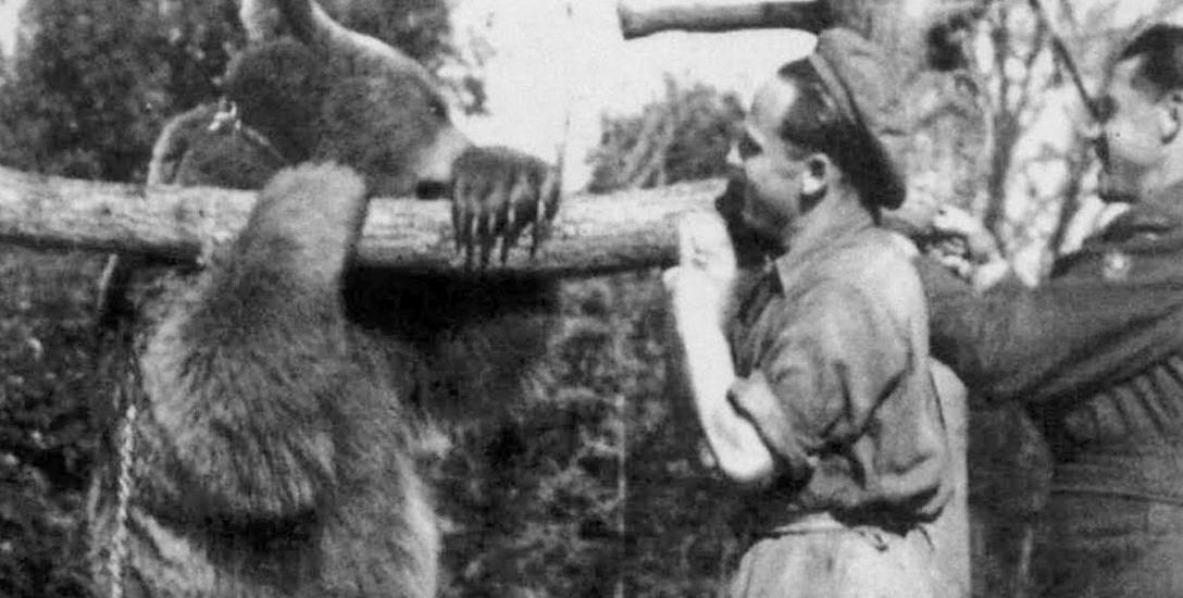 Niedźwiedź Wojtek uwielbiał zapasy ze swoimi opiekunami żołnierzami i ... piwo