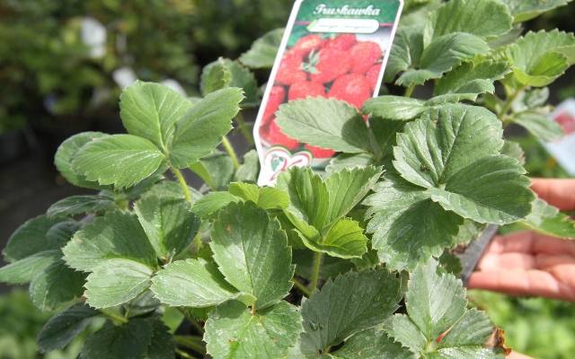 Czas na sadzenie truskawek. Jakie odmiany i jak uprawiać?