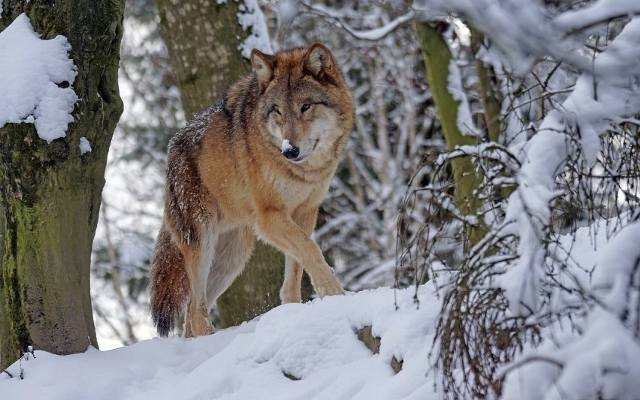 Kłusownik postrzelił wilka. Zwierzę konało w męczarniach przez dwa dni. Przyrodnicy znaleźli go dzięki opasce GPS