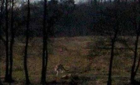 Zwierzę podobne do pumy widziane było też niedaleko Szczecinka (Zachodniopomorskie). Czy to rzeczywiście groźny drapieżnik?